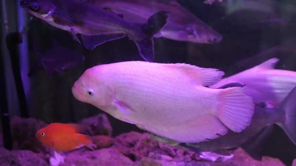 Vielfalt Tropischer Fische Schwimmt Aquarienbecken Unter Violettem Licht — Stockvideo