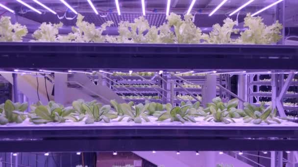 Cerca Los Alimentos Cultivados Vertical Hidropónico Granja Sostenible Interior Led — Vídeo de stock