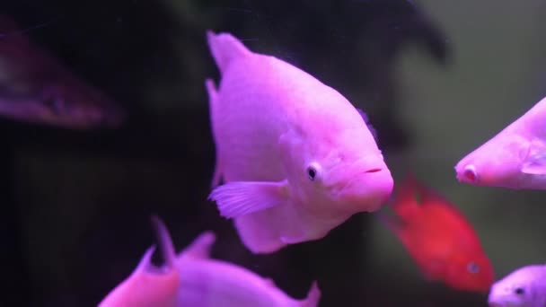 Peces Blancos Nadando Pecera Con Otros Peces Bajo Luz Púrpura — Vídeo de stock