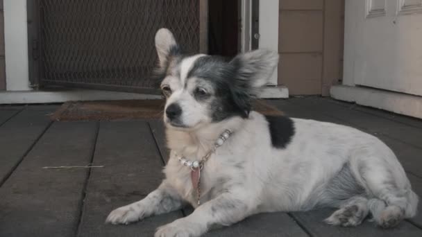 Ein Kleiner Müder Chihuahua Hund Der Aus Der Hinterhoftür Die — Stockvideo