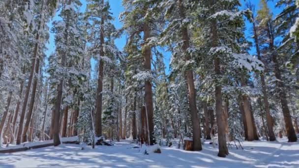晴れた日にカリフォルニア州マンモスの高地で覆われた新鮮な雪の森 ハンドヘルドビュー — ストック動画