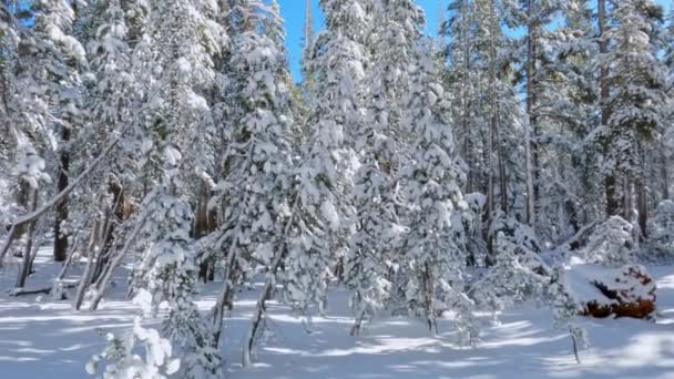 Winter Schneebedeckte Bäume Und Boden Den Wäldern Mit Klarem Blauen — Stockvideo