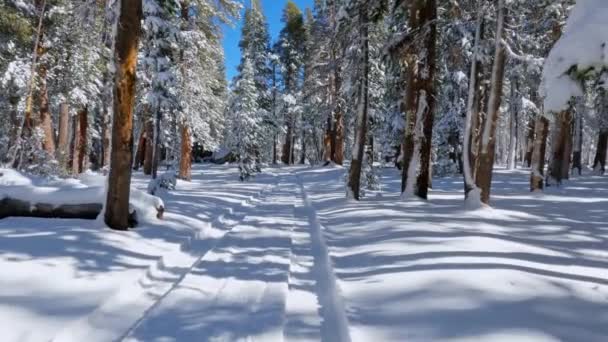 カリフォルニア州の日当たりの良いマンモスの高地の森の中の雪に覆われた道を歩く ハンドヘルドビュー — ストック動画