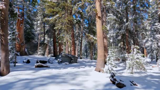 カリフォルニア州の日当たりの良いシエラネバダの森の木々から降る雪を溶かす 静的な景色 — ストック動画