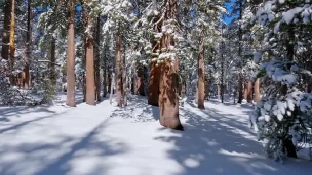 在雪地里散步覆盖着美丽的猛犸象湖中的森林 加利福尼亚 — 图库视频影像