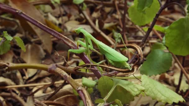 Close Van Een Groene Bidsprinkhaan Een Bosgrond Statisch Uitzicht Mantodea — Stockvideo