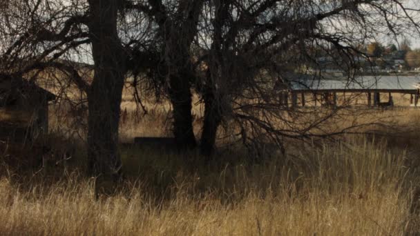 Vieux Groupe Abandonné Bâtiments Agricoles Des Arbres Hantés Effrayants — Video