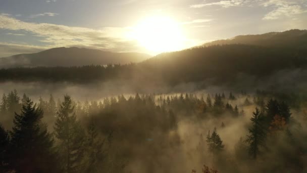 穿过浓密的雾气 朝着灿烂柔和的金色阳光飞去 — 图库视频影像