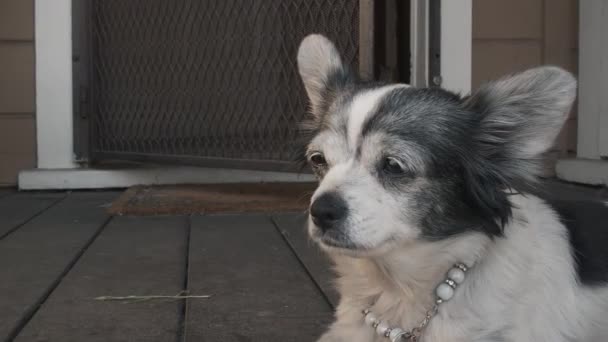 Küçük Yorgun Bir Chihuahua Bir Evin Verandasında Nöbet Tutuyor Yatıyor — Stok video