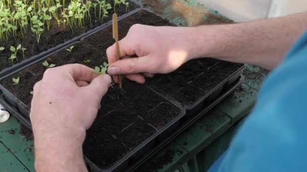 Man Plants Νεαρά Φυτά Πλαστικά Δοχεία Χώμα Πάνω Από Τον — Αρχείο Βίντεο