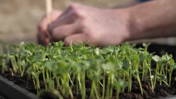 Erkek Bitkiler Toprakta Elleriyle Tohum Veriyor Sığ Alan Derinliği Kaygan — Stok video