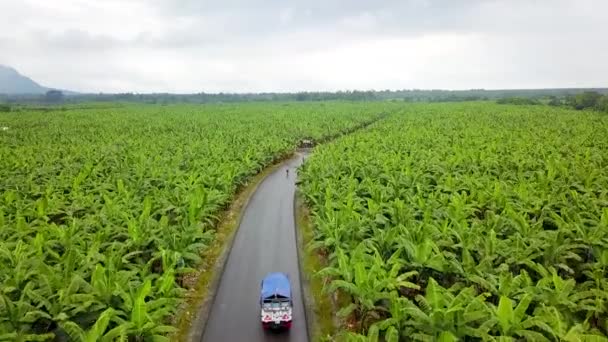 Veículo Que Conduz Através Vasta Plantação Óleo Palma Vibrante Verde — Vídeo de Stock