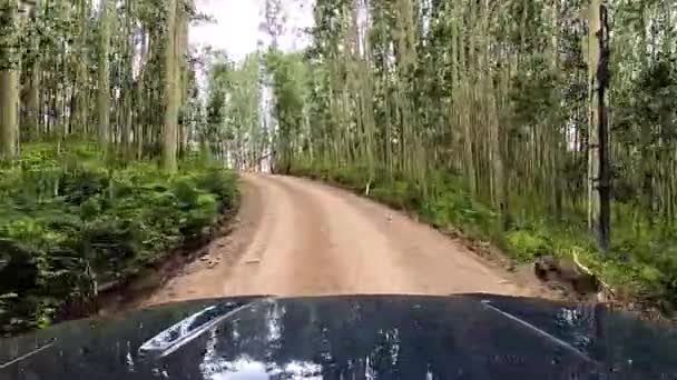 Winding Gravel Road Dense Forest Area Driving Pov Shot — Stock Video