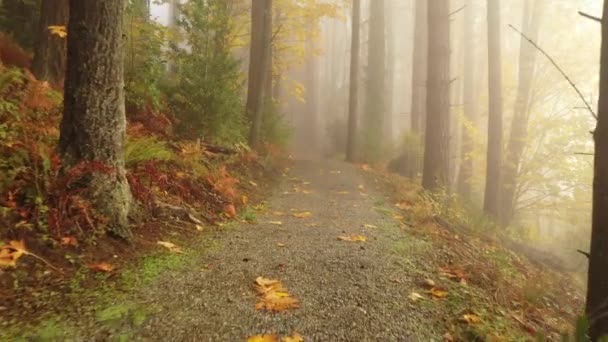 Deslizando Através Das Árvores Densa Floresta Coberta Nevoeiro — Vídeo de Stock