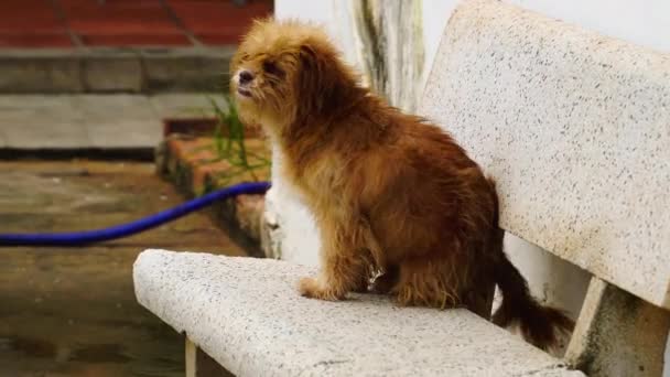 有皮肤病的不卫生的脏小狗在室外用椅子抓背 — 图库视频影像