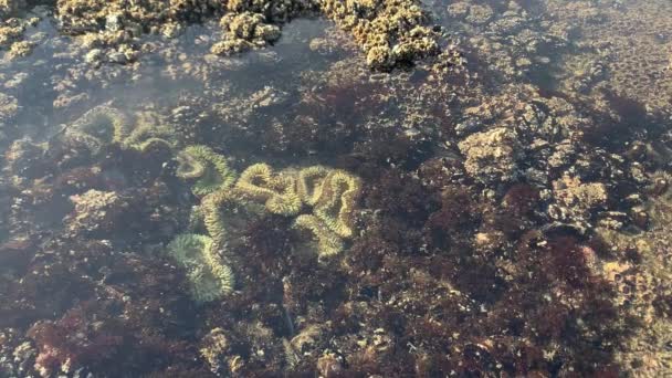 Πράσινη Θάλασσα Anemone Και Πλάσματα Της Θάλασσας Στο Tide Pools — Αρχείο Βίντεο