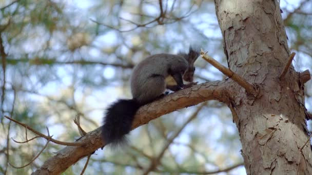韩国秋阳载森林 韩国树松鼠用腿抓挠身体 并从松树枝上跳下 — 图库视频影像