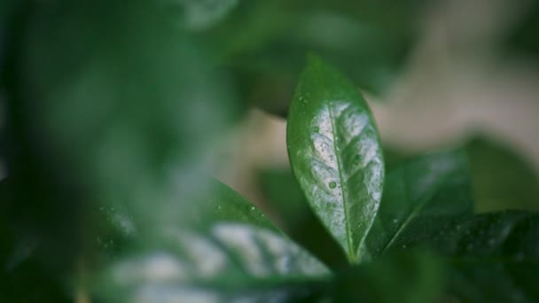 Pulverizando Água Folhas Verdes Gotas Água Planta Sala Tiro Macro — Vídeo de Stock