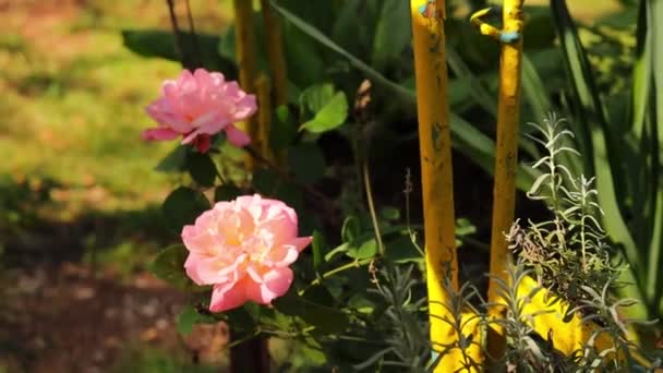 Floração Jardim Rosas Jardim Quintal Durante Dia Portátil — Vídeo de Stock