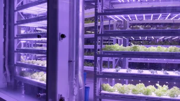 Exterior Fazenda Sustentável Vertical Plantas Crescendo Sob Luz Led Roxa — Vídeo de Stock