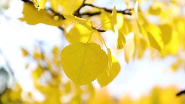 Jasně Žluté Podzimní Listy Během Slunečného Dne Detailní Záběr Selektivní — Stock video
