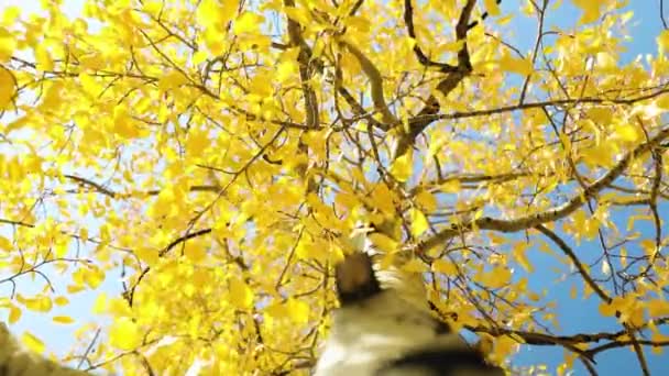 秋のブリーズの間に黄色の葉を持つ白い白樺の木を見上げます 低角度 — ストック動画