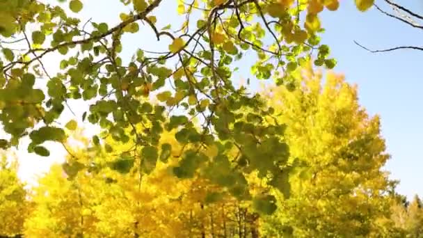 Δυνατός Άνεμος Φυσάει Φθινοπωρινά Κίτρινα Φύλλα Στο Δασικό Πάρκο Κλείσιμο — Αρχείο Βίντεο
