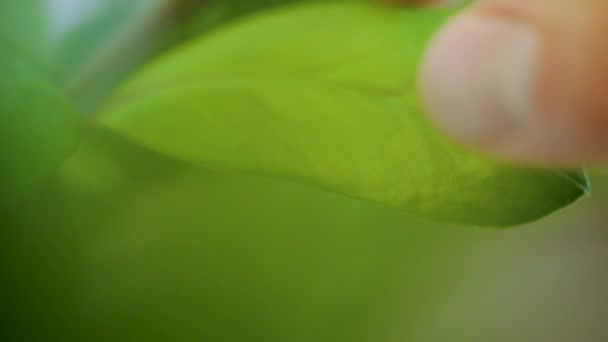 Junge Männchen Streicheln Grüne Blätter Mit Den Fingern Nahaufnahme Zeitlupe — Stockvideo