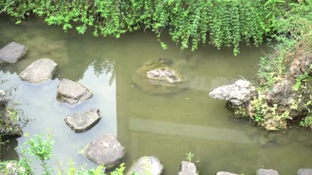 Grote Schildpad Vijver — Stockvideo
