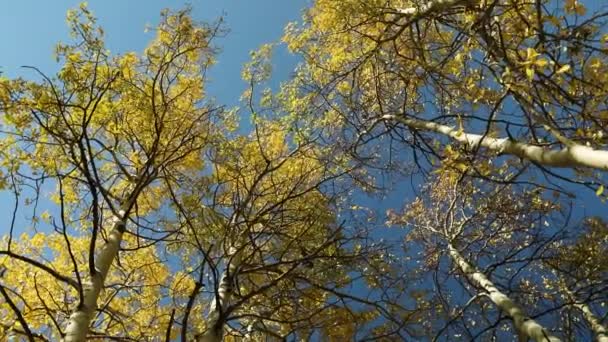 Ciel Bleu Couvert Arbres Avec Feuilles Jaunes Pendant Journée Ensoleillée — Video