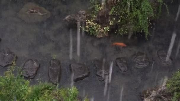 Golden Koi Damm Regnstorm — Stockvideo