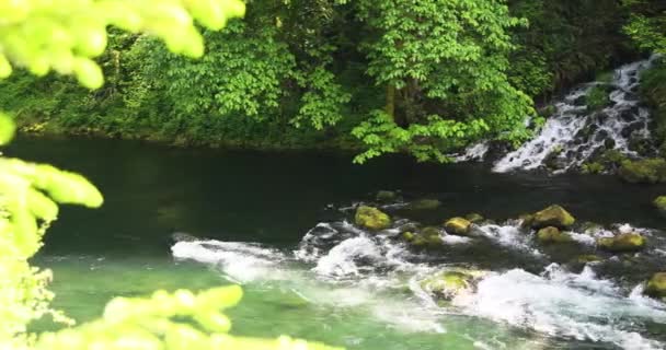 夏の間 熱帯雨林の川の山の速い流れ 静的ショット — ストック動画