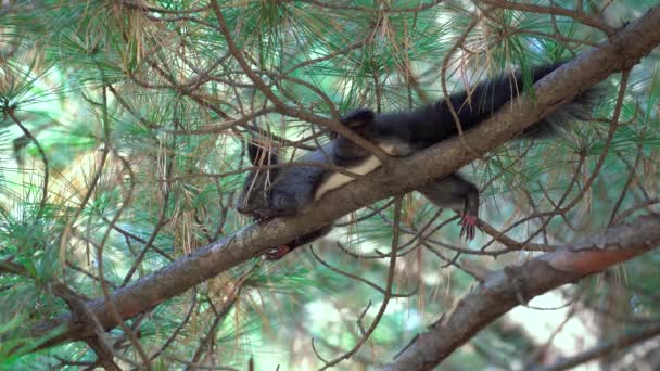 韩国首尔杨载森林 一只韩国树松鼠 Sciurus Vulgaris Coreae 躺在松枝上 近距离观察 — 图库视频影像
