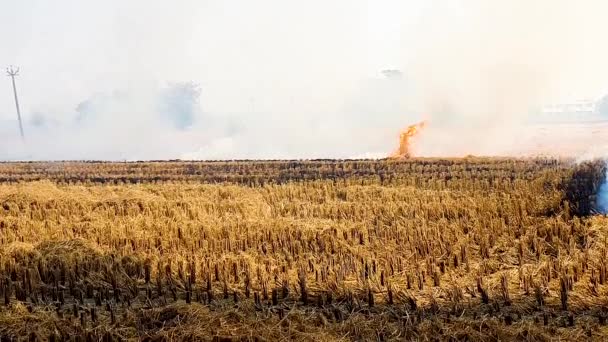 收获季节后小麦秸秆燃烧 — 图库视频影像
