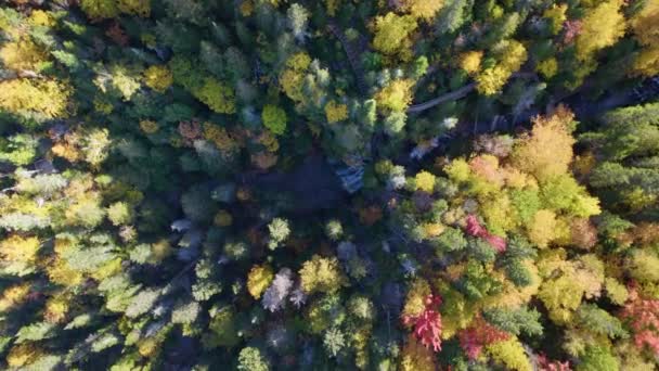 Nationaal Park Forillon Gaspe Quebec Canada Een Drone Top Van — Stockvideo