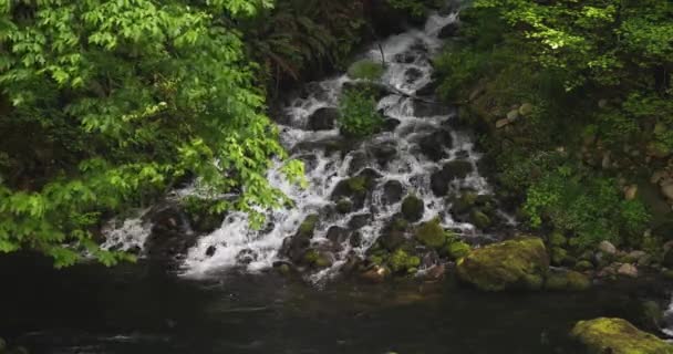 Rapids Rocky River Mountain Tropical Rainforest Inglés Disparo Estático — Vídeos de Stock