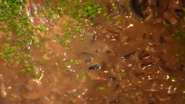 用新鲜的切屑搅拌蘑菇汤 洒在头顶上 慢动作地关上 — 图库视频影像