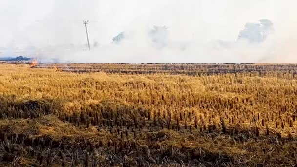 Ujęcie Panoramiczne Dymu Powodującego Zanieczyszczenie Powietrza Spowodowane Spalaniem Ścierniska — Wideo stockowe