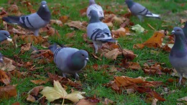Troupeau Pigeons Mangeant Des Miettes Pain Sur Parc Par Temps — Video