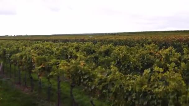 Drone Vliegt Laag Keurige Wijngaard Oostenrijkse Wijnboerderij Tractor Rij — Stockvideo