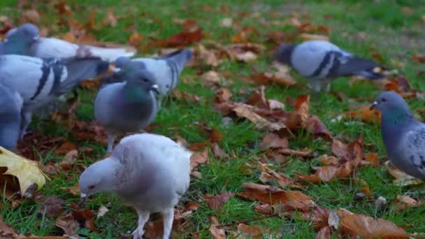 Şehir Parkında Ekmek Kırıntıları Yiyen Vahşi Güvercinler Sonbaharda Kuş Sürüleri — Stok video