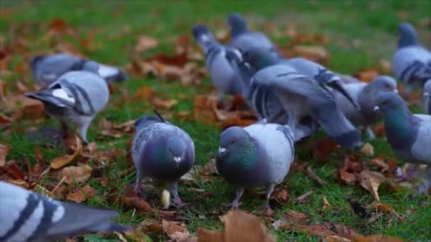 Palomas Picoteando Comiendo Alimentos Semillas Pan Aire Libre Prado Con — Vídeo de stock