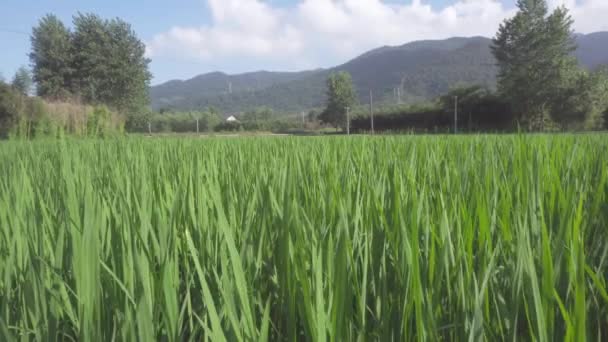 Brisa Soplaba Por Los Arrozales — Vídeos de Stock