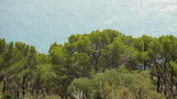 Weelderige Groene Pijnbomen Met Kalme Zeegezicht Achtergrond Een Zonnige Dag — Stockvideo