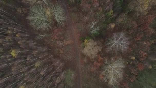 Dar Dolambaçlı Bir Yolun Havadan Manzarası Ormandan Düz Topraklara Doğru — Stok video