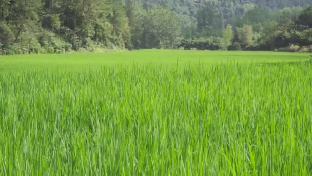 山村的稻田 — 图库视频影像
