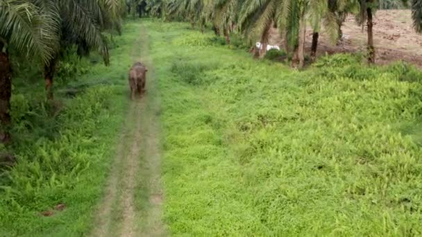 Aerial Shot Pygmy Elephant Walking Alone Jungle Palm Destroyed Land — Stock Video