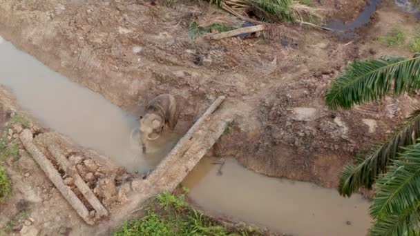 Luftaufnahme Von Elefanten Beim Baden Fluss Der Nähe Von Palmölgebieten — Stockvideo