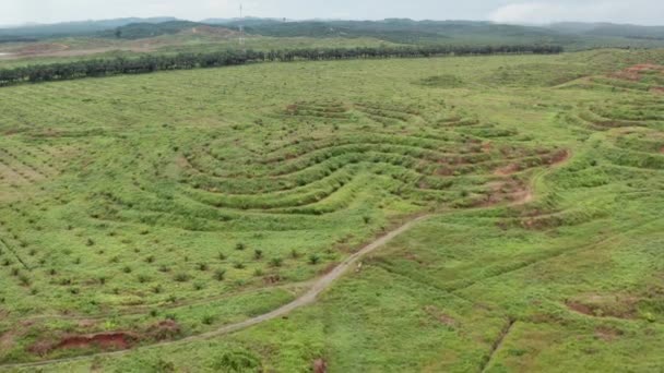 Aerial Shot New Oil Palm Plantation Malaysia Young Trees Small — Stock Video