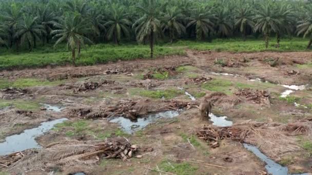 Tiro Aéreo Elefante Andar Sozinho Área Palma Destruída Rio Malásia — Vídeo de Stock